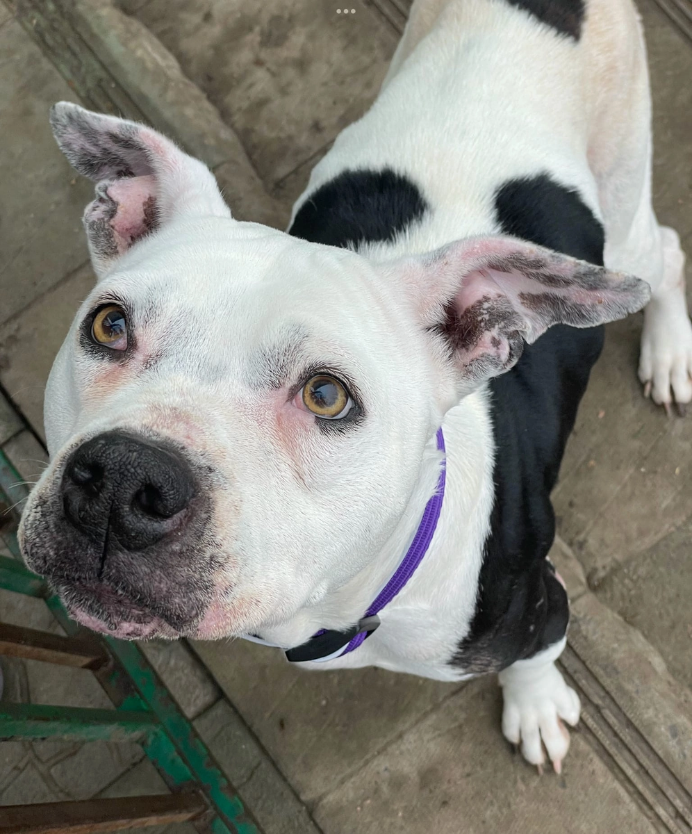 Ева, амстафф. Предположительно 2012-2014 г.р. Приехала из Крыма в декабре 2021 г., была найдена на улицах Бахчисарая в истощенном состоянии. Говорят, её отдал первый хозяин и выкинули вторые. Очень добрая девочка, обожает людей и других животных. Диагностированы опухоль молочной железы и миокардит. Проходит лечение у кардиолога, готовится к мастэктомии.
#боксерхэлп_Ева