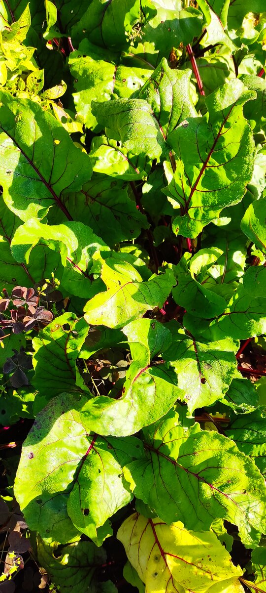 Свекла и сама хорошо растёт на грядке, но это если земля была подготовлена заранее. 