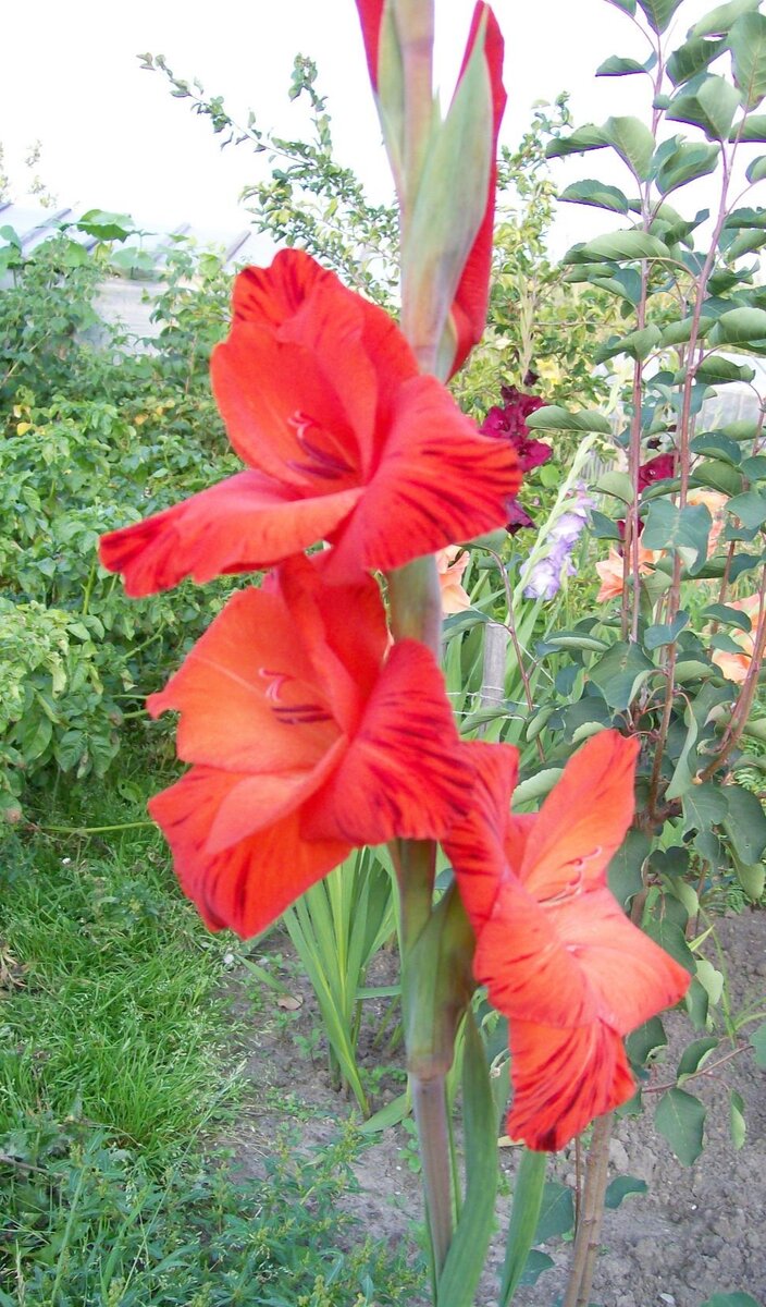 Гладиолусы на даче Людмилы