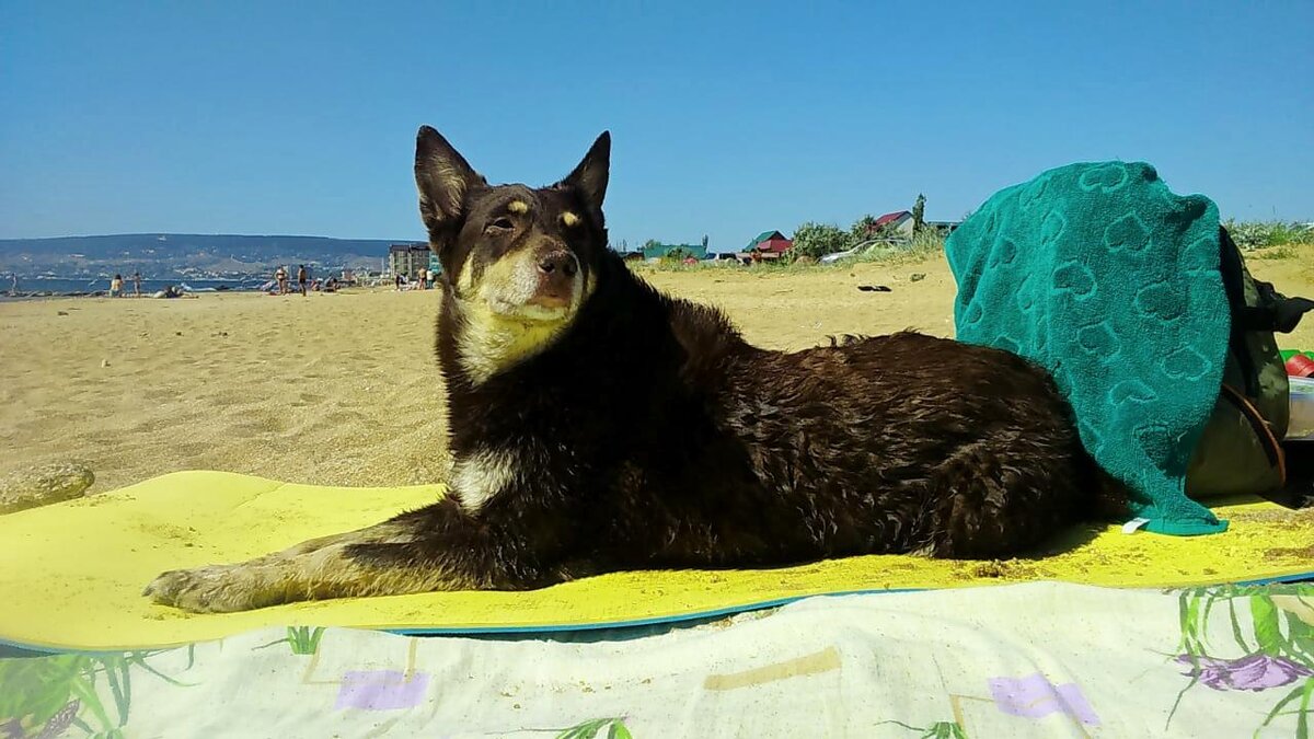 100 баранов. Почти.