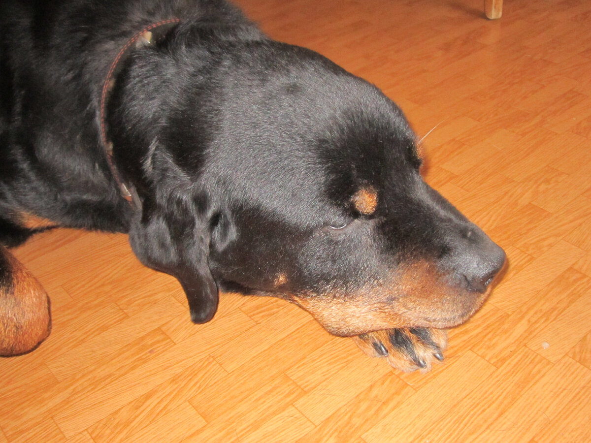 Грома мы взяли взрослым и ни разу об этом не пожалели