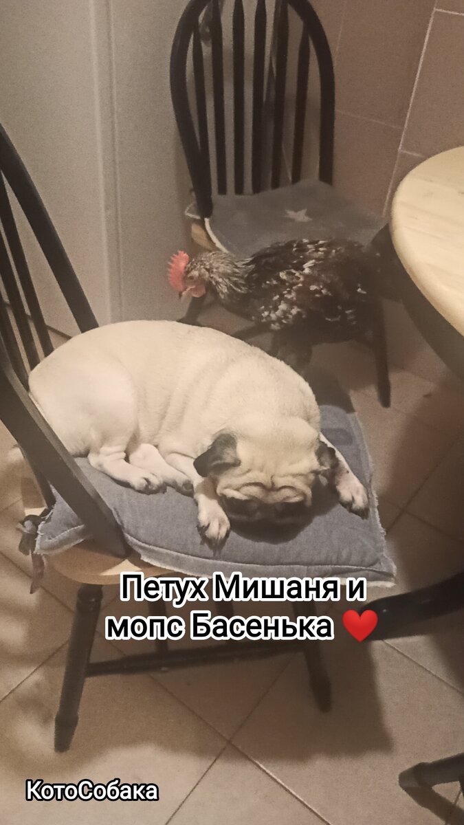 Фото снято автором канала КотоСобака