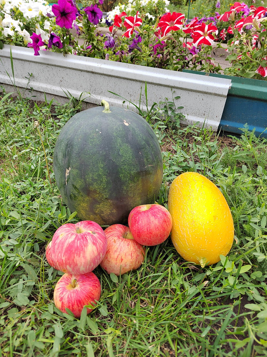 Дыня не сладкая