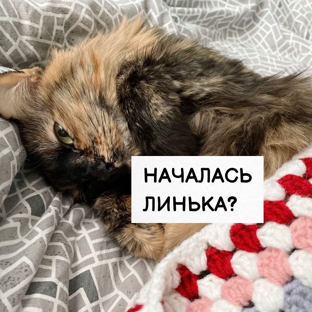 У Каси пока что линьки нет, последняя была летом, когда началась жара. 