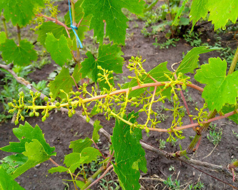 г.ф. Желанный после цветения.