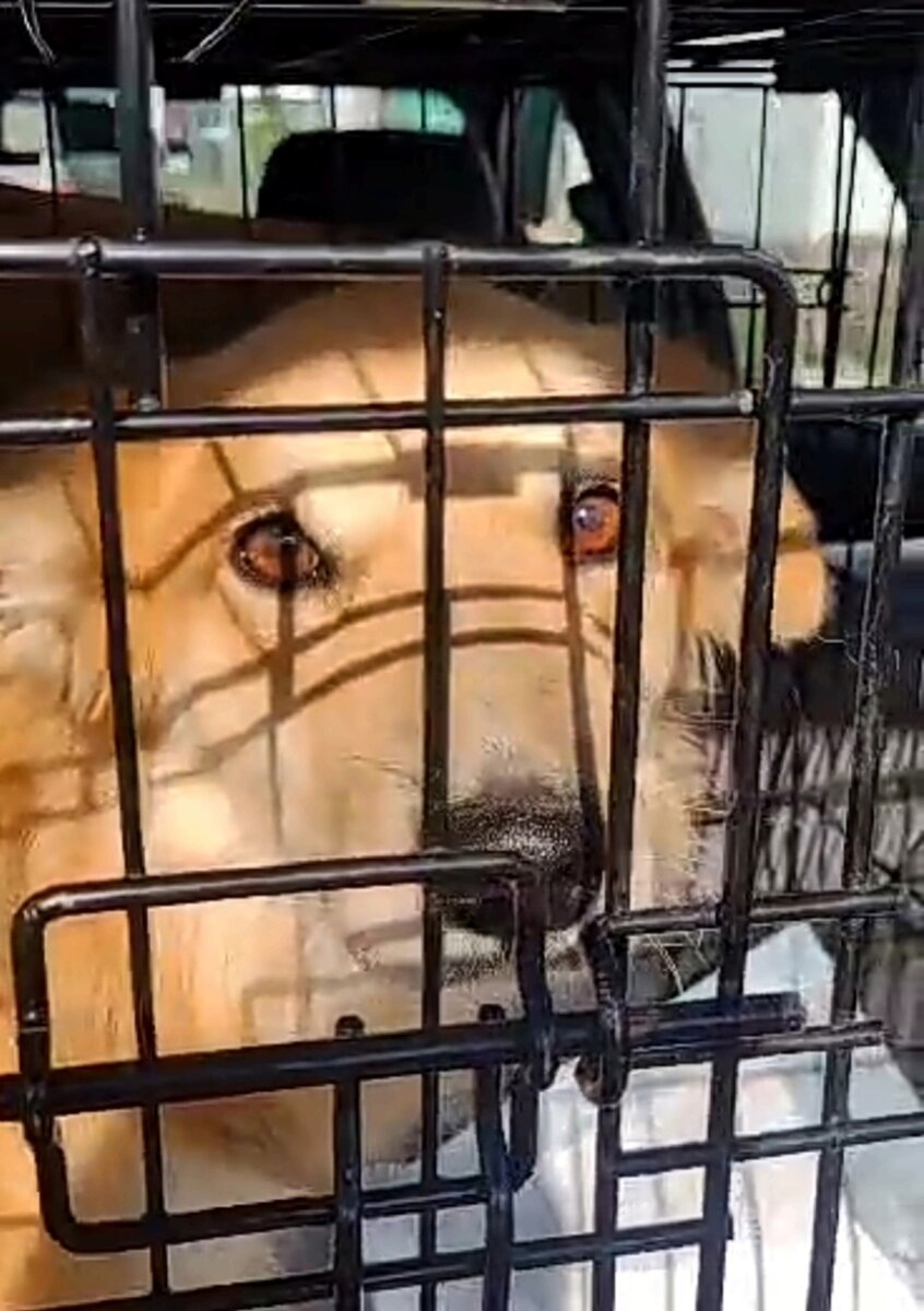 Рыжее солнышко заметили, надо спасать