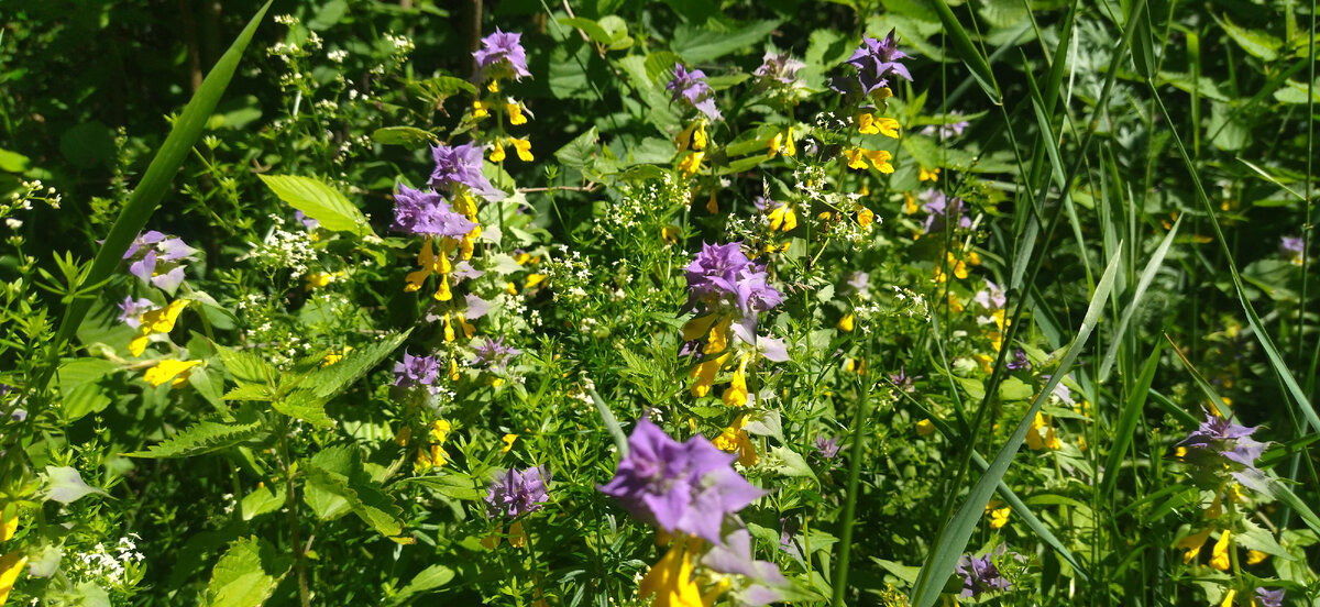 иван-да-марья (марьянник)