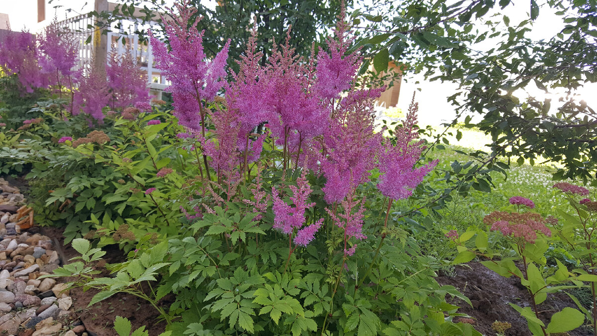 Astilbe Colors - The Stars of a Shade Garden Shade garden plants, Shade perennia