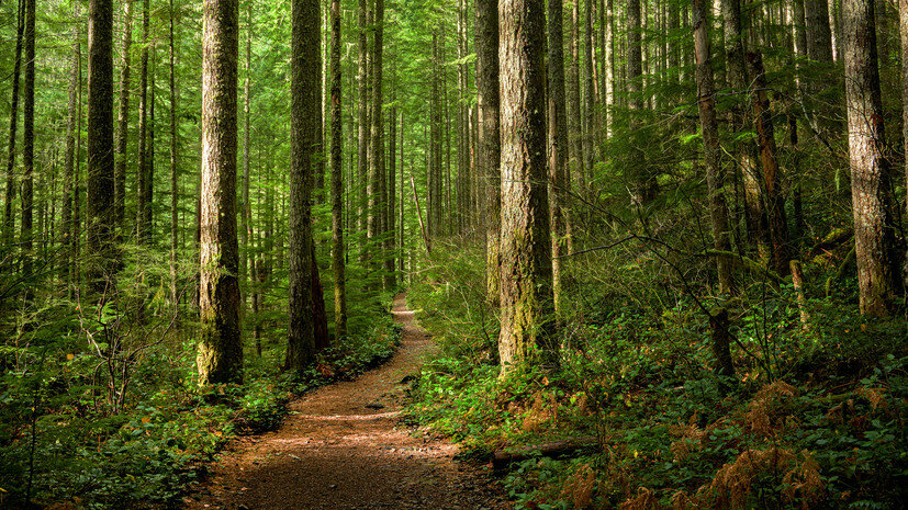   Gettyimages.ru Alexander Fattal