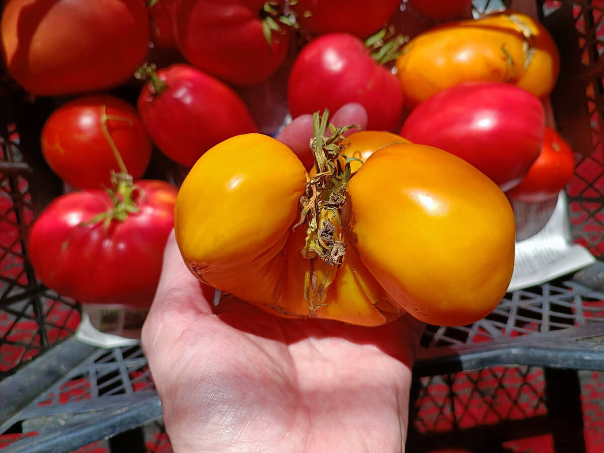 Уродливые и кривые томаты выглядят непрезентабельно, для заготовок они годятся в случае, если готовить томатную пасту или кетчуп, где плоды необходимо превратить в пюре.-2
