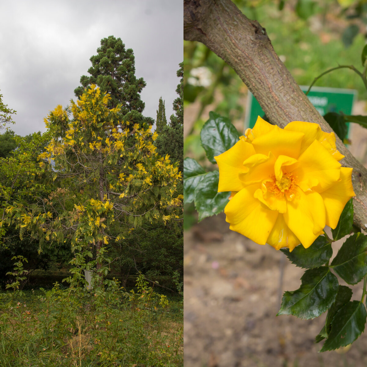 Кедр  калифорнийский/роза Альба