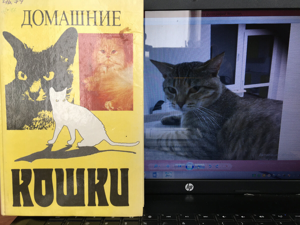 Книга "Домашние животные" Составитель Ю.И. Филиппов. Москва-1991. Фото автора
