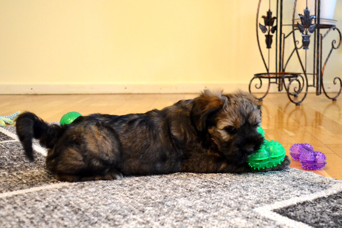 Двухмесячный щенок тибетского терьера со своими игрушками. Фото из личного архива