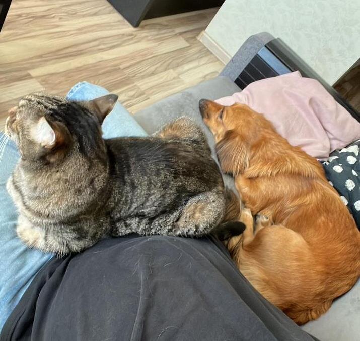 Коша и, Алиса