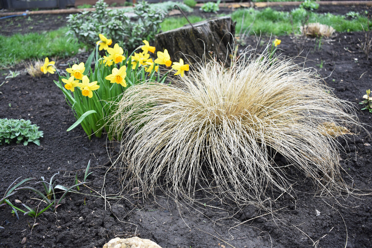  Осока власовидная  Amazon Mist весной