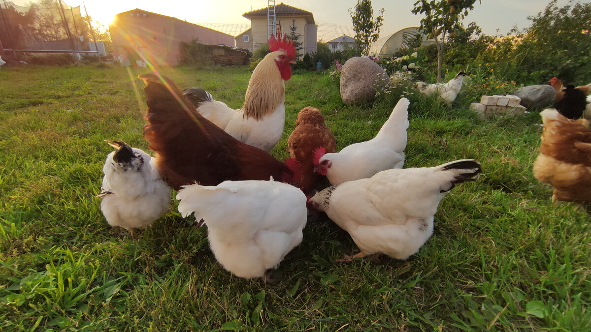 Мои красавцы!