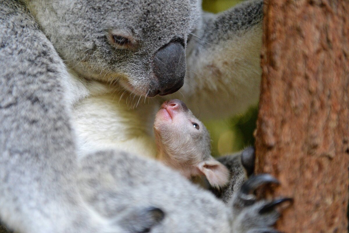 Едят ли коалы. Коала сумчатое. Коала сумчатое животное с детенышем. Коала с детенышем. Коала с детенышем в сумке.