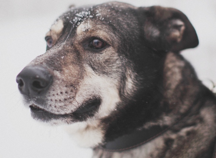 Гудвин. Гудя. Гуденька.