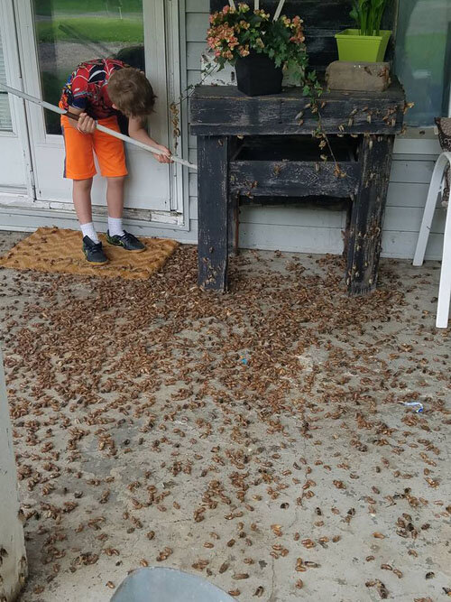 Рейчел Смарт опубликовала в интернете фотографии своего сына Диллона, который с помощью метлы принялся избавляться от цикад, в течение нескольких дней заполонивших всю близлежащую область.