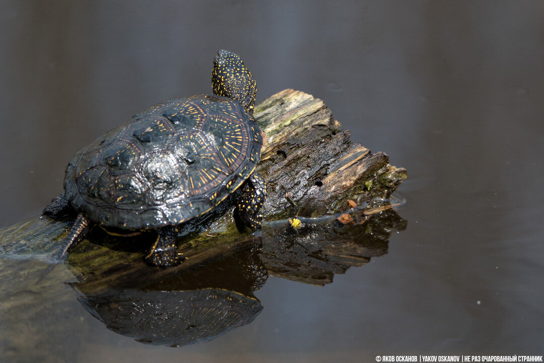 Почему красноухая черепаха не покидает воду: рассказываем о привычках этого вида