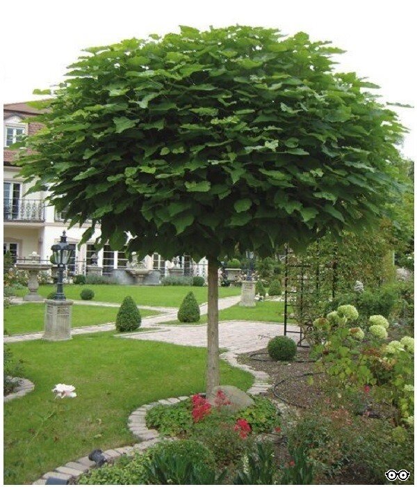 Деревья с густой кроной. Деревья с густой кроной. Деревья с густой кроной. Клён остролистный платановидный. Дуб грин дварф.