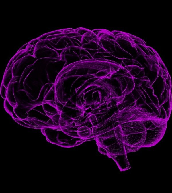 Источник: https://pixabay.com/illustrations/brain-human-anatomy-anatomy-human-1787622/
