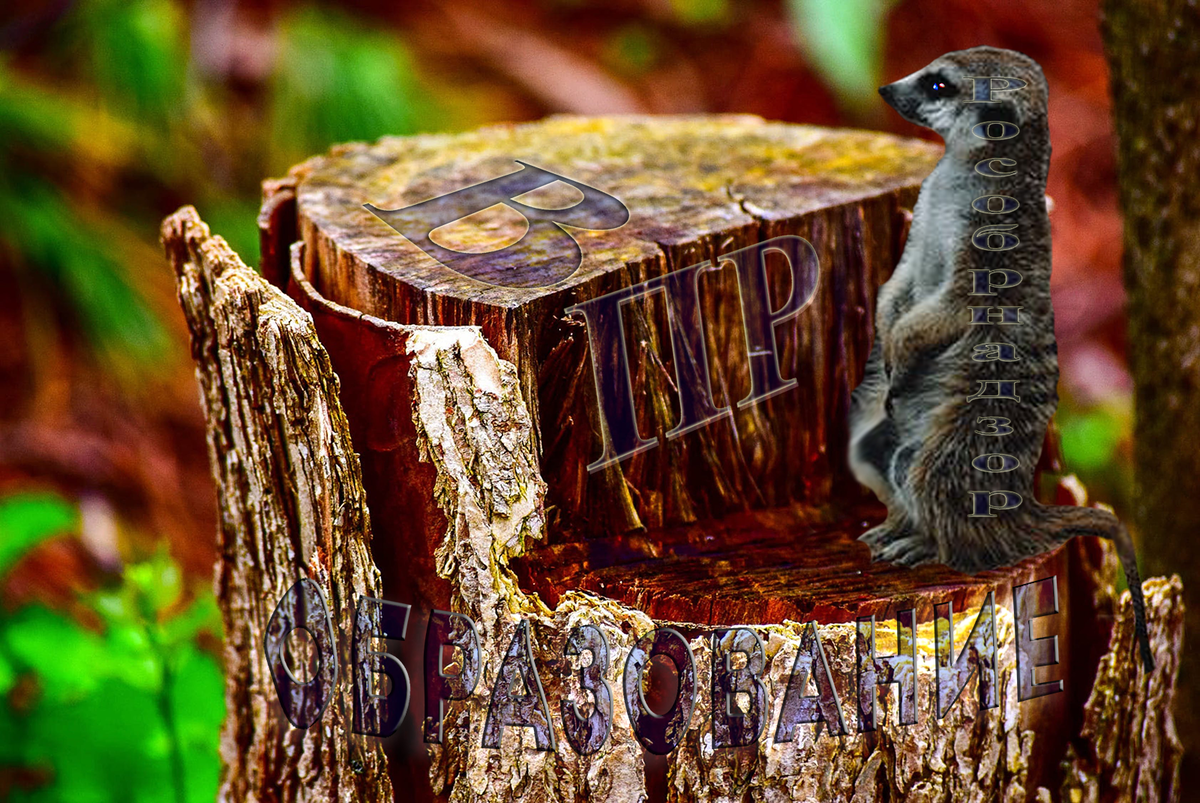  Источник Kay Vic P & Vova Krasilnikov  pexels.com  монтаж Mr.Teacher 