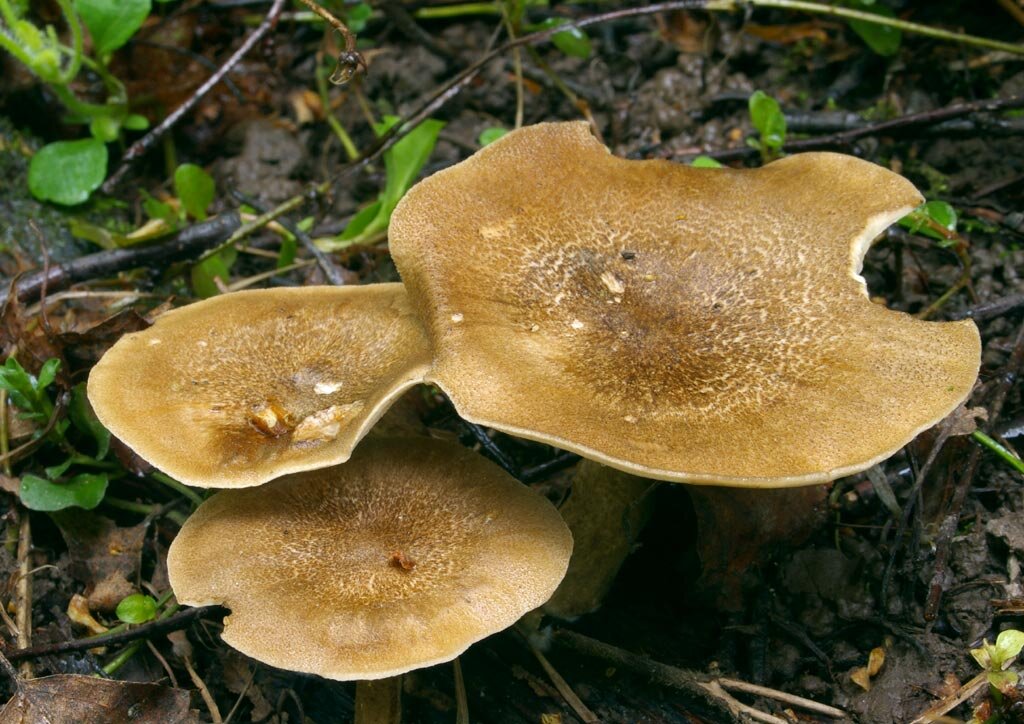 Крымские грибы. Трутовик Майский Polyporus ciliatus. Трутовик Майский съедобные грибы. Трутовик Майский - Polyporus ciliatu. Съедобные грибы Крыма.