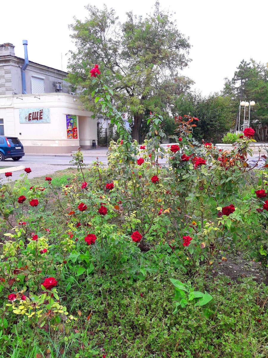 розы по всей улице