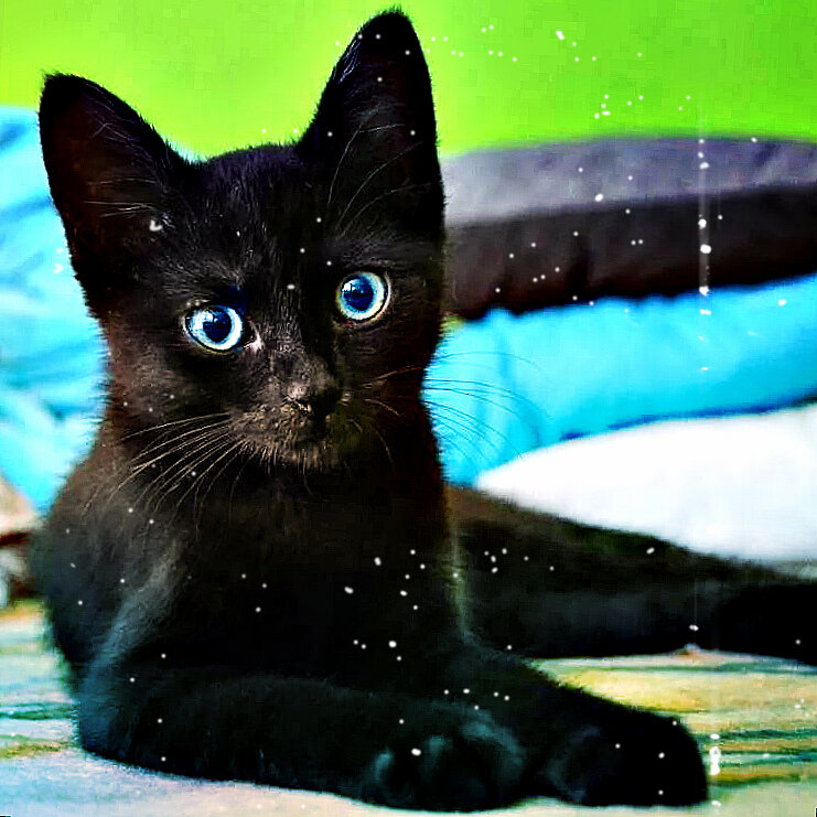 Всем привет, в этом сне мне приснился черный котенок который упал с небес!)) Ха-ха, да забавно..