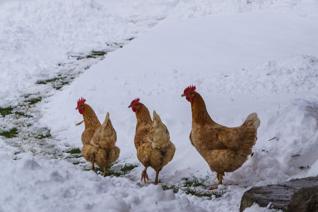 деревенские куры зимой. куры зима. снег курам. курица зимой. снег курам.