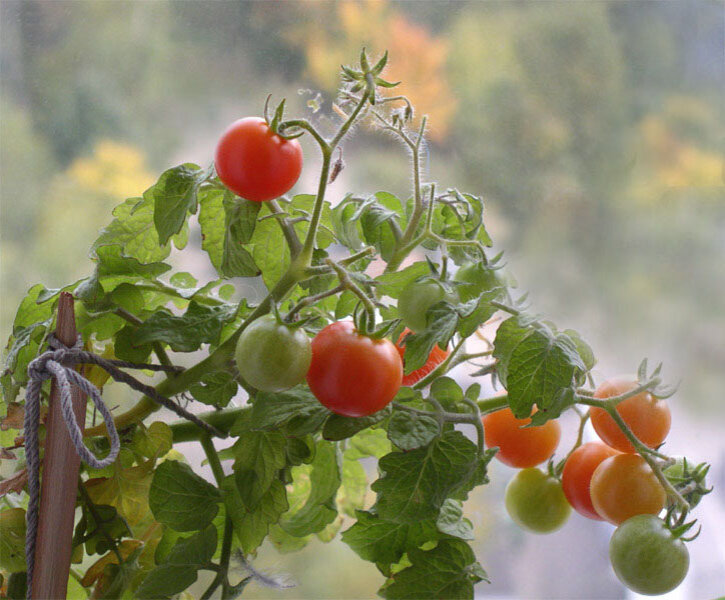 Почему скручиваются листья томатов. Что делать, если скручиваются листь урассады или в теплице.