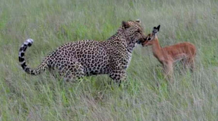 Леопард подружился с антилопой. Ютуб