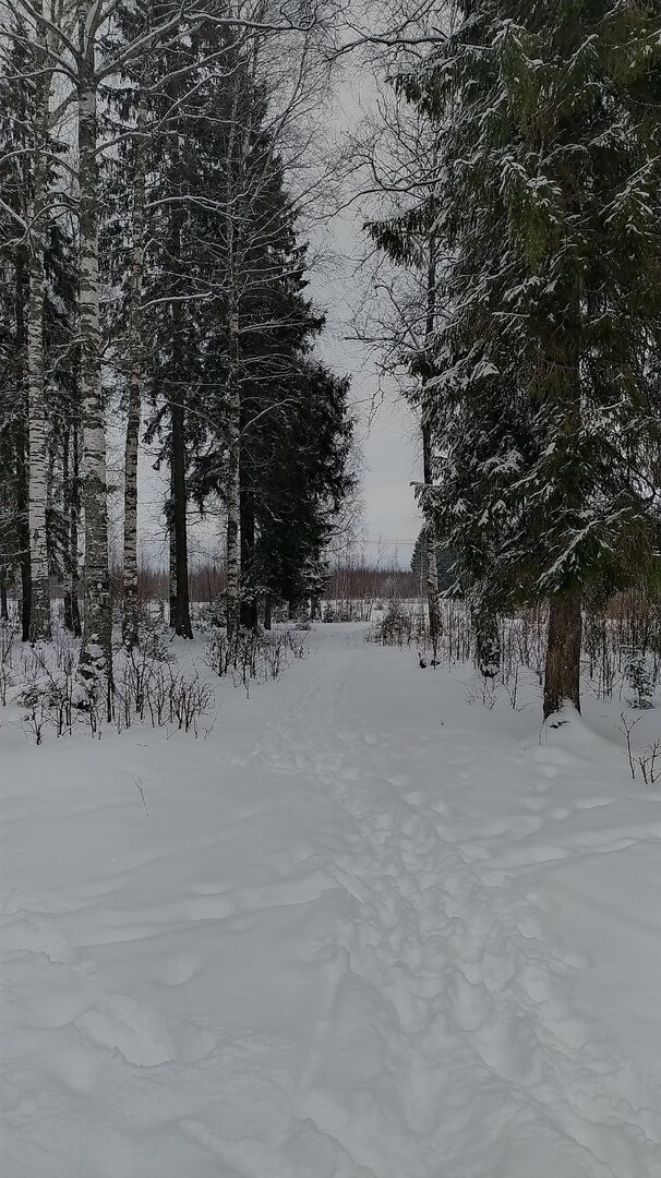 Впереди снежная целина