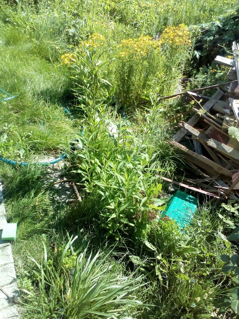 Как зверобой оказался на дачном участке - осталось неизвестным