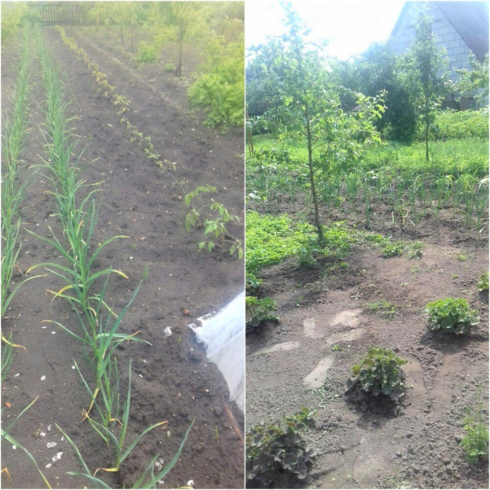 Полю огород сестры я. Фото автора