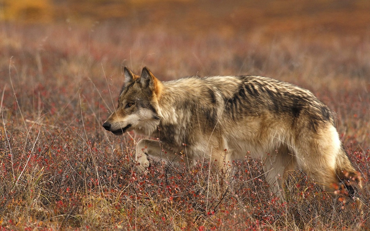 Волк. Яндекс.картинки