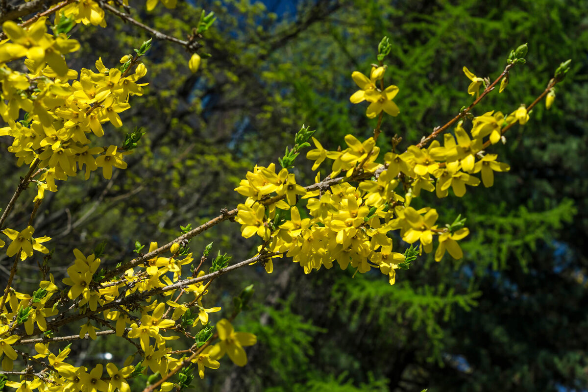 Форзиция промежуточная 'Lynwood'