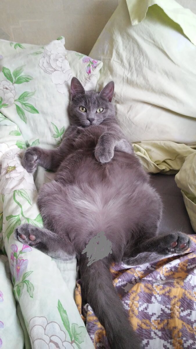 Кот объелся