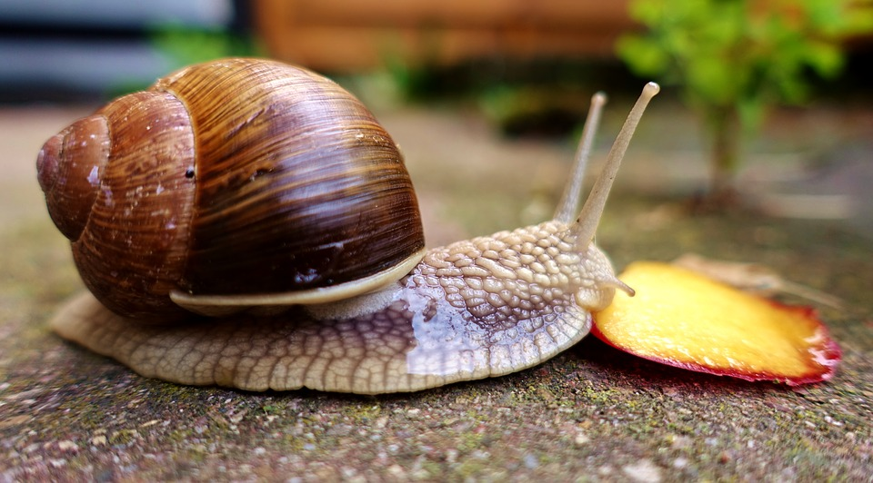 Пресноводные улитки опасны для человека. Улитка ахатина. Achatina Fulica. Ахатинские улитки. Улитки ахатины и виноградные.