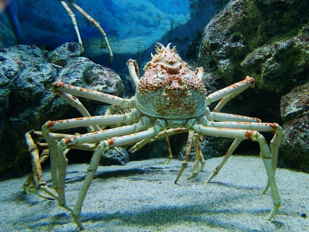 Японский краб-паук.