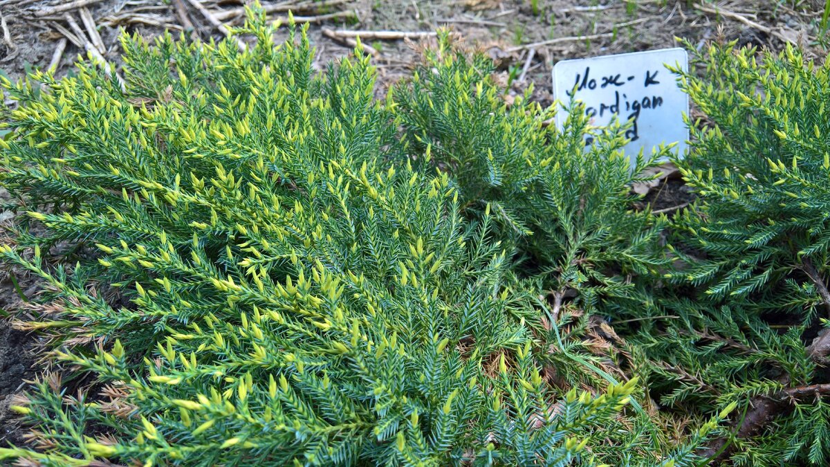 Молодые приросты весной