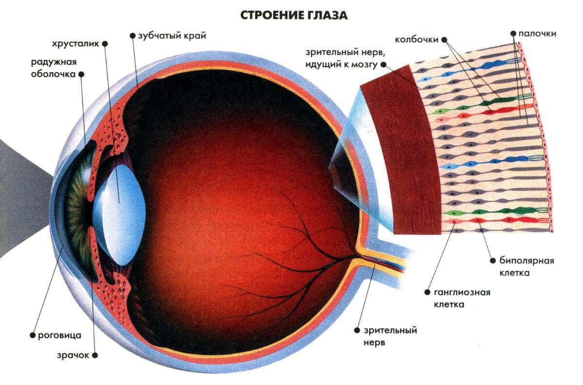 Строение глаза: именно колбочки отвечают за цветовоприятие человека