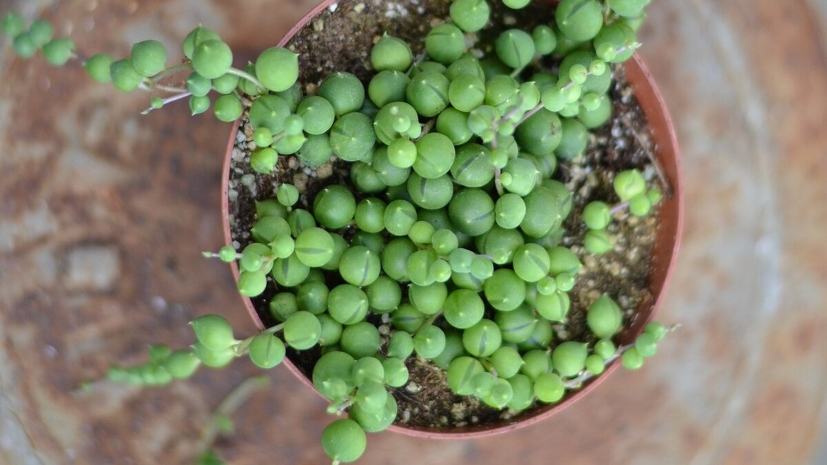 Крестовник Роули