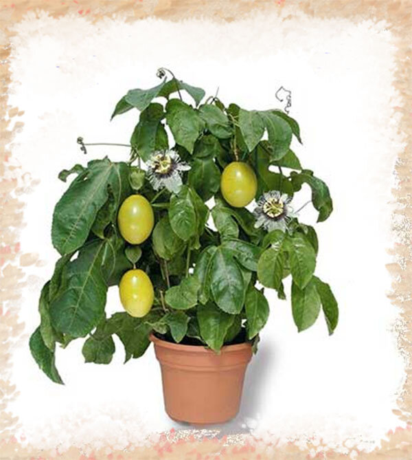 Пассифлора (Маракуйя) в квартире 