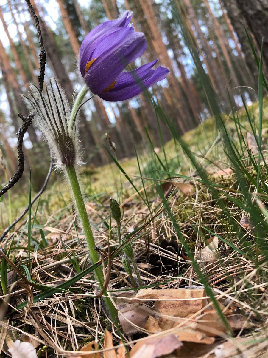 Лесное чудо