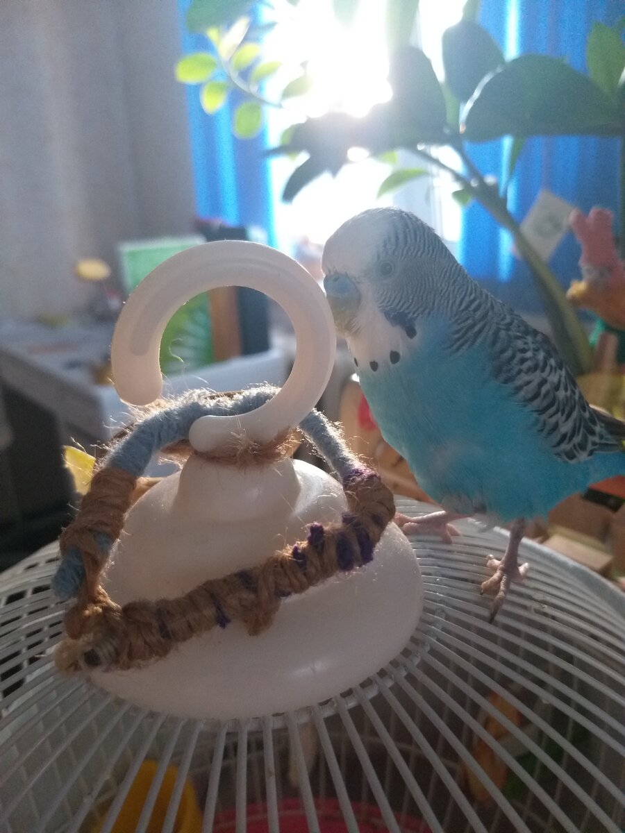 Попугай моей знакомой.