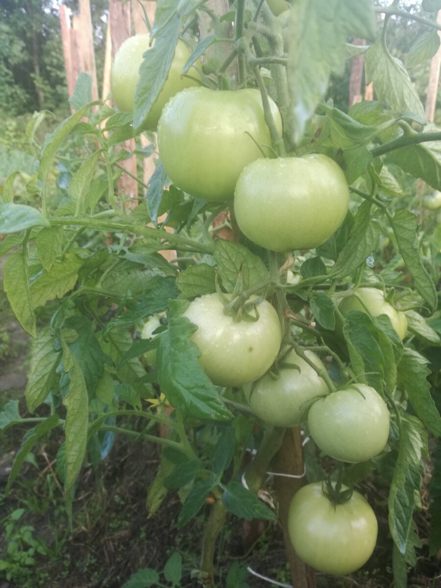 Июль 2019 года. 