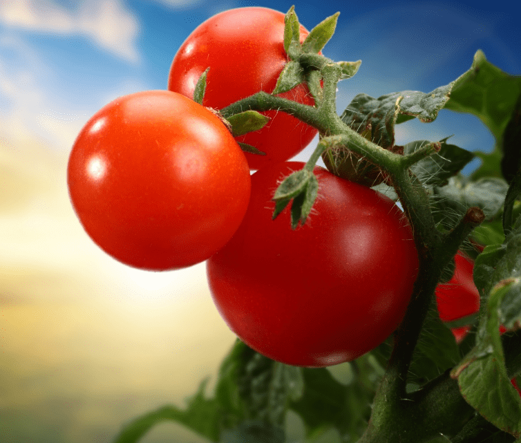 Внекорневая подкормка для здоровья, урожайности томатов.