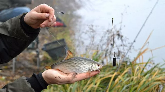 Плотва поймалась на фидер.Яндекс.Картинки